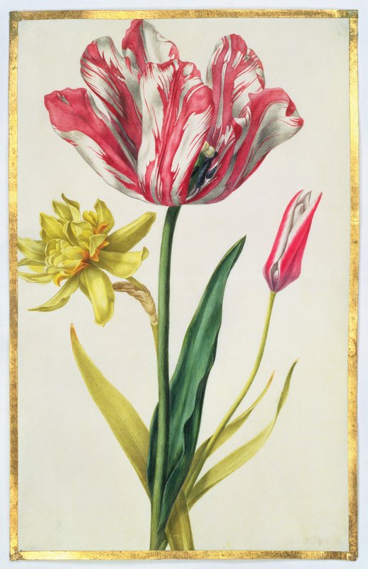 Nicolas Robert - Daffodil and